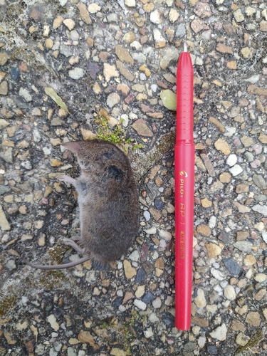 Forest Shrew