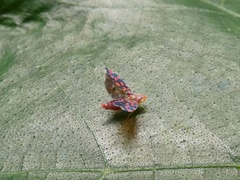 Ladoffa sannionis