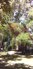 Erythrina crista-galli