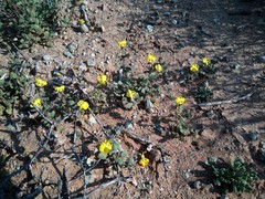 Hemimeris centrodes