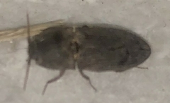 Agrypnus rectangularis