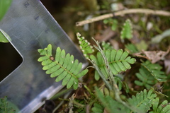 Pleopeltis minima