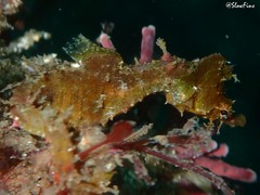 Idiotropiscis lumnitzeri