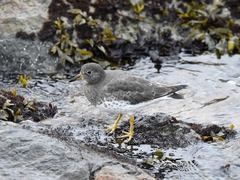 Calidris virgata