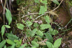 Pleopeltis minima