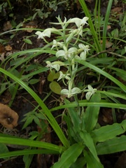 Habenaria eustachya