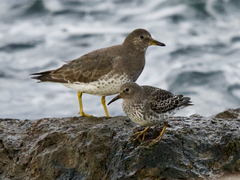 Rock Sandpiper photo 3