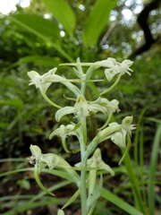 Habenaria eustachya