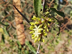 Smilax aspera