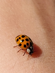 Harmonia axyridis