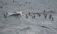 Calidris virgata