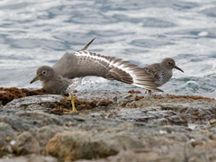 Calidris virgata
