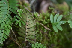 Pleopeltis minima