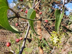 Smilax aspera