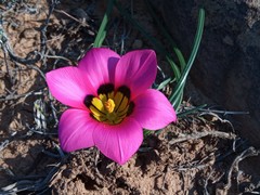 Romulea subfistulosa