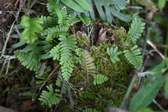 Pleopeltis minima