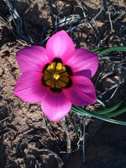 Romulea subfistulosa