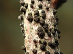 Trimmatostroma salicis