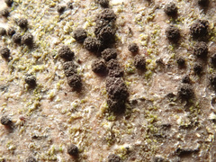Trimmatostroma salicis