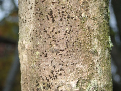 Trimmatostroma salicis