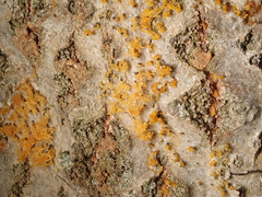 Cytospora chrysosperma