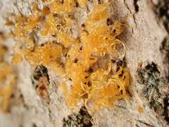 Cytospora chrysosperma