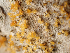 Cytospora chrysosperma