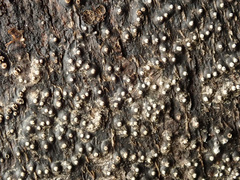 Cytospora chrysosperma