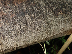 Cytospora chrysosperma