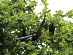 Pteropus tonganus