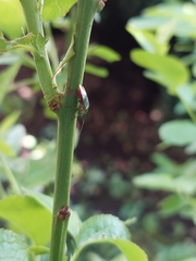 Ditomotarsus punctiventris