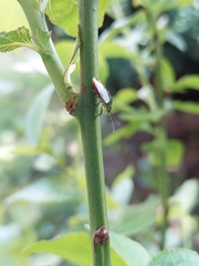 Ditomotarsus punctiventris