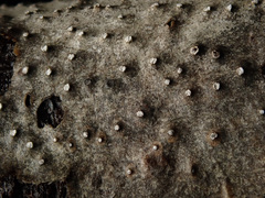 Cytospora chrysosperma