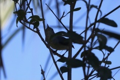 Polioptila caerulea image