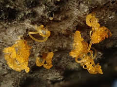 Cytospora chrysosperma