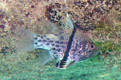 Sphaeramia orbicularis