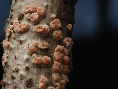 Peniophora polygonia