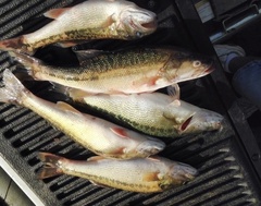 Micropterus henshalli