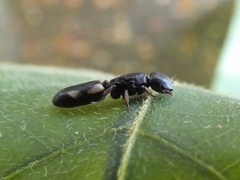 Cephalotes minutus