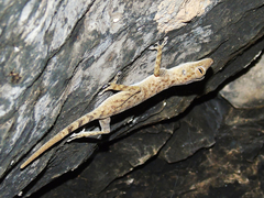 Ptyodactylus orlovi