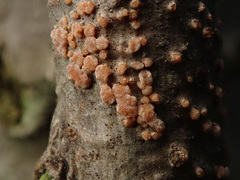 Peniophora polygonia