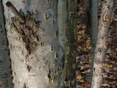 Peniophora polygonia