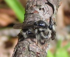 Laphria cinerea