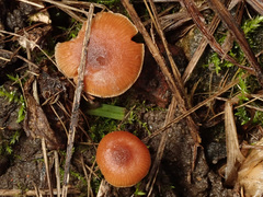 Tubaria romagnesiana