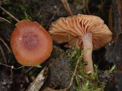 Tubaria romagnesiana