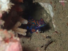 Synchiropus splendidus