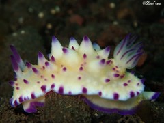 Mexichromis multituberculata