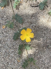 Kallstroemia peninsularis