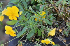 Viola × williamsii