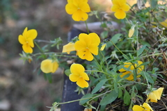 Viola × williamsii